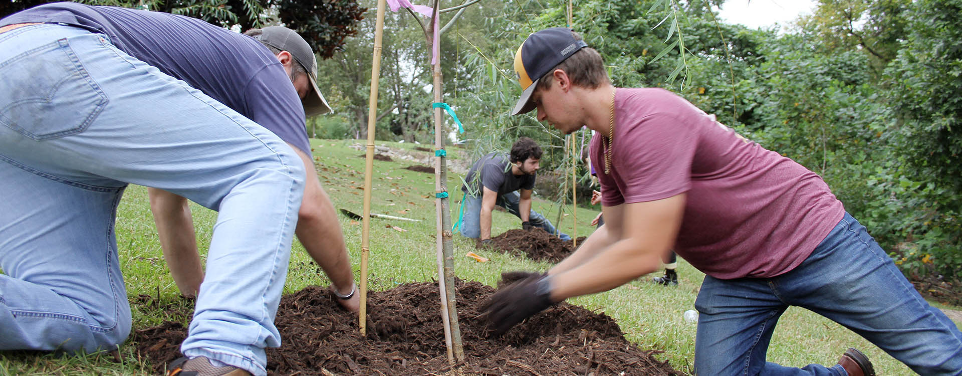 East Carolina University engineering students Adam Till, left, and Noah Weaver spread mulch around a willow tree they helped plant near Town Creek. (Photos by Ken Buday)